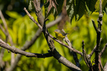   The American redstart - female (Setophaga ruticilla)  small North American migratory warblers.