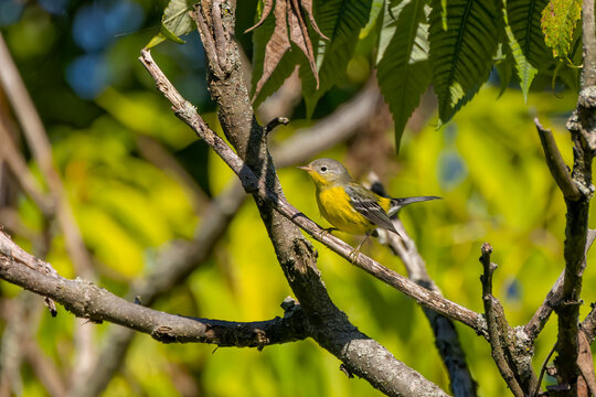 Northern Parula (Parula americana), small North American migratory warblers.