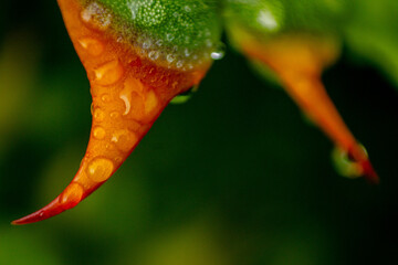 orange flower with drops