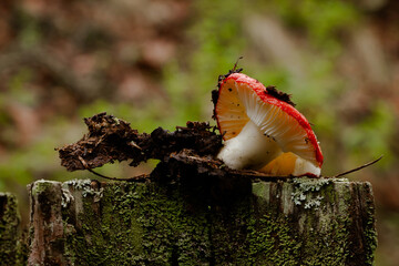 red mushroom