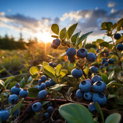  A field of blueberries the sun sets on a blue 
