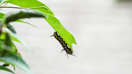 The close up of caterpillar Sitting on Green leaf. Its Another names is Queen caterpillar, Plain Tiger caterpillar and etc .  