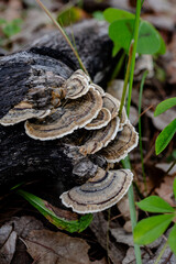 mushrooms in the forest