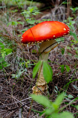 amanita muscaria fly mushroom