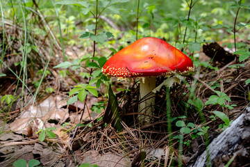 mushroom in the forest
