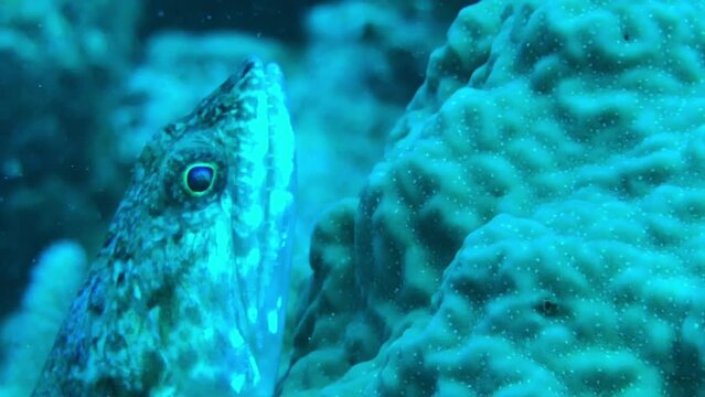 Closeup of lizardfish