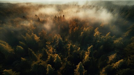 Naklejka premium Forest view from above, AI generated Image
