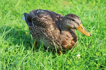 公園にいる鴨　カナダ モントリオール