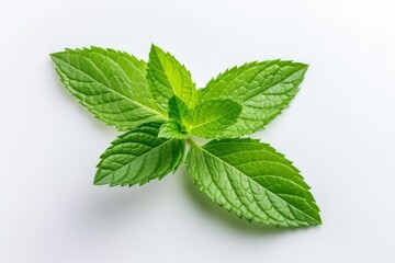 Fototapeta na wymiar Fresh green mint leaves isolated on white background