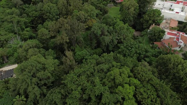 Arboles verdes bosque parque vegetacion  al fondo zona cuidad Andares Zapopan Jalisco México cuidad edificios parque dron dji