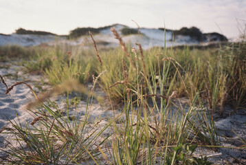 sand dunes and grass on the beach / Destin, Florida 