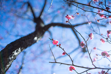 梅の花と空