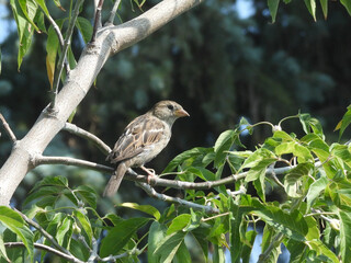 Sparrow looking at you from a tree branch