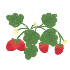 strawberry tree