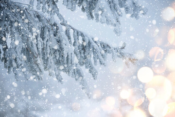 Fir branches in hoarfrost and snow with cones and falling snow . winter background .