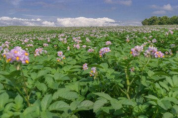 もどきの丘、函館