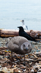 Pigeon, Sealgul and crow awaiting for food on beach