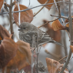 A little sparrow sitting on a tree branch