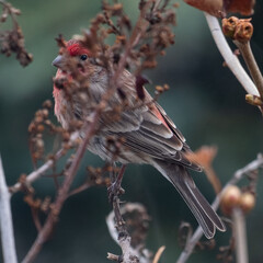 A bee is enjoying the wild sunflower blooming 