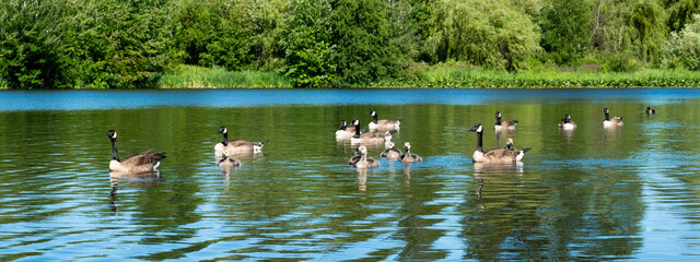 A flock of ducks floating on a lake
