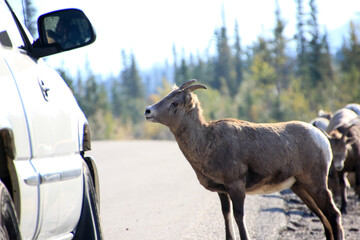 Mountain goat stops traffic on road