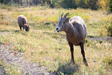 Mountain Goats Closeup