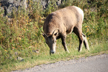 Mountain Goats Closeup