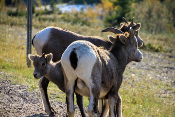 Mountain Goats Closeup