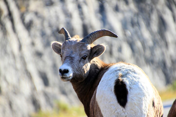 A mountain goat is looking back at you