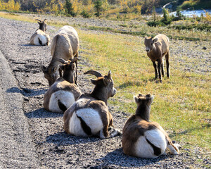 Mountain Goats Closeup