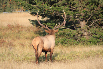 Back of a big moose with huge horns
