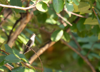 Juvenile Ruby Throated Hummingbird Perched in a Tree