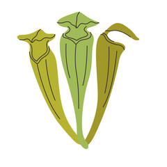 Pale Pitcher Plant carnivorous plant vector illustration in isolated white background