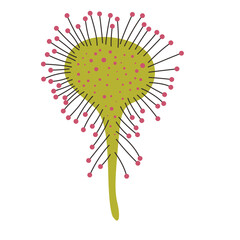 Sundew Drosera spp carnivorous plant vector illustration in isolated white background