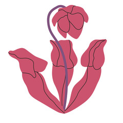 Purple Pitcher Plant carnivorous plant vector illustration in isolated white background