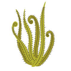 Drosera Regia carnivorous plant vector illustration in isolated white background