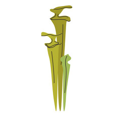 Trumpet Pitcher Plant carnivorous plant vector illustration in isolated white background