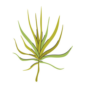Roridula carnivorous plant vector illustration in isolated white background
