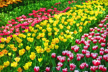 Fototapeta premium ピンク色,黄色,赤色のチューリップ畑の風景1