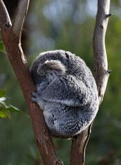 koala in tree