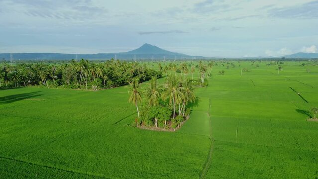 Aerial video A beautiful view of rice fields with the Seulawah Agam mountain in the background, in Aceh province, Indonesia