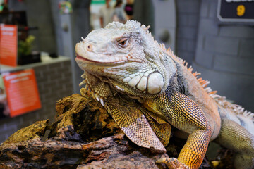 Iguanas are considered reptiles. Classified in the same group as the lizards that we can see online.