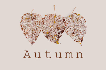 Autumnal golden brown leaves, vein leaf textured foliage, organic design background, text autumn....