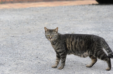 散歩するキジトラの野良猫