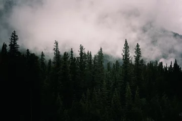 Abwaschbare Fototapete Kanada clouds in the forest