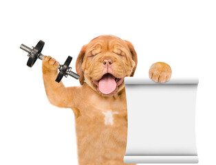 Happy mastiff puppy lifts dumbbells and shows empty list. isolated on white background - obrazy, fototapety, plakaty