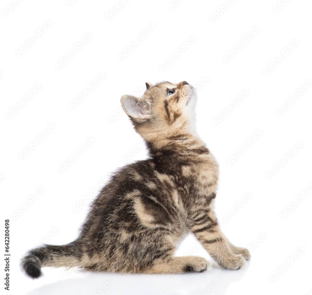 Poster scottish kitten sitting in profile and looking up. isolated on white background