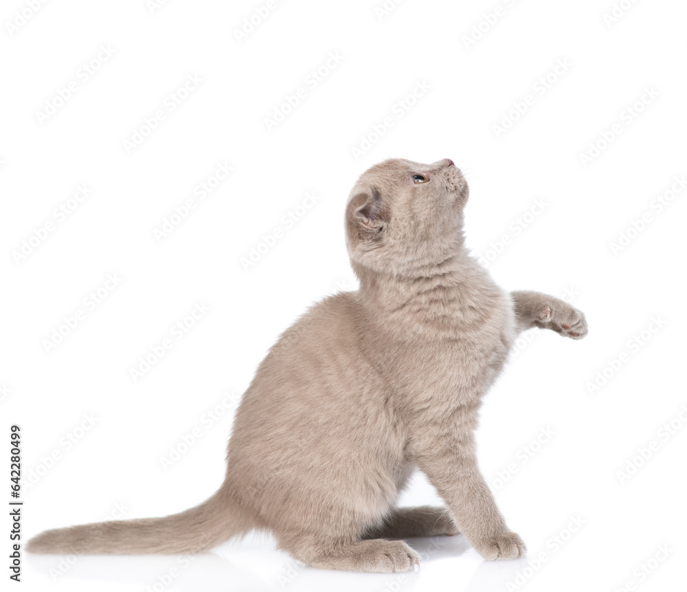 Poster playful gray kitten sitting and looking away and up on empty space. isolated on white background
