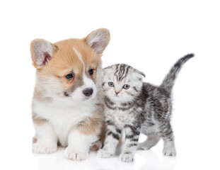 Cute Pembroke welsh corgi puppy and tiny kitten stand together. isolated on white background