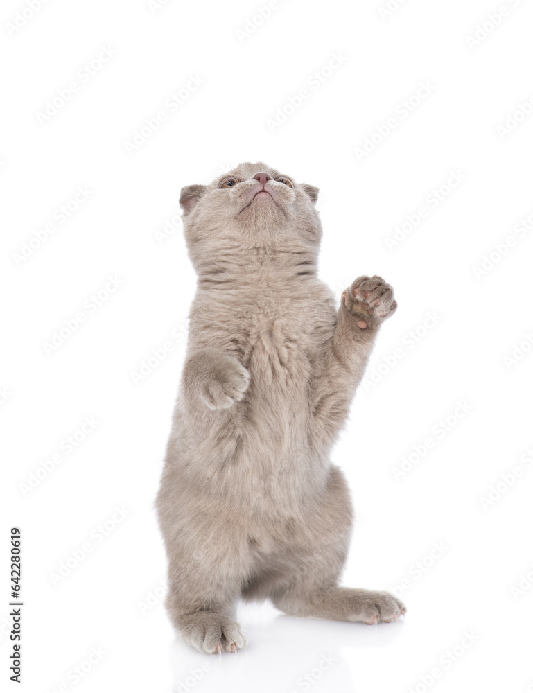 Poster playful gray kitten standing on hind legs and looks up on empty space. isolated on white background